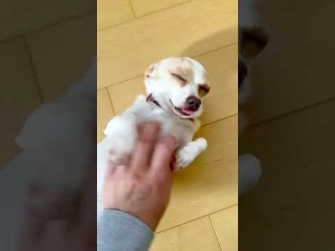 バイバイの朝 #わんこ #犬のいる生活 #可愛い君が愛おしい