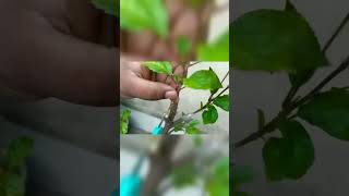 Hibiscus Grafting Technique | #shorts #gardening #grafting