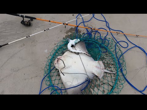 Fishing Oakland Pier..Massive Catch‼️ #fishing #fish #california #bayarea #bankfishing #oakland #pb