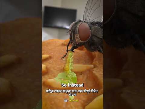 মাছি আপনার খাবার কিভাবে খায়🪰😯How Flies Actually Eat Your Food #zackdfilm