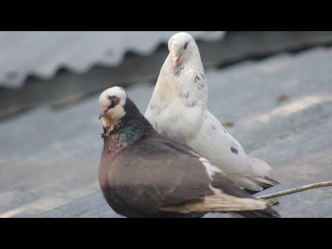 Most Beautiful Birds In The World | Beautiful Colorful Birds | How To Attract Parrot To Your Balcony