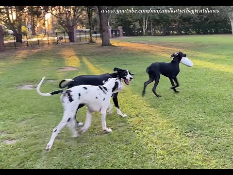 Funny Four Great Dane Delivery Teamwork Turns Into Flying Doggie Bags