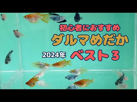 『ダルマシリーズ#1』大人気のダルマメダカ！初心者におすすめのメダカベスト３をご紹介します！