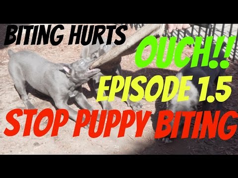 stop puppy biting or nipping pup bite mouthing elimination pit bull dog shepherd