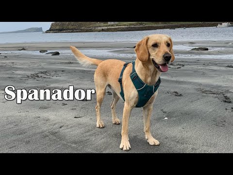 Complete Guide To The Cocker Spaniel Lab Mix | Cockador, Cockerdor and Spanador