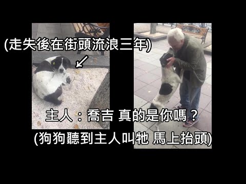 狗狗走失後在街頭流浪三年，終於被不放棄的主人找到，重逢場景惹哭全網 (中文字幕)