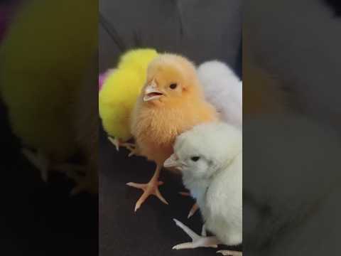 Cute chicks sound / Smallest chicks chirping / mugi chuzay short #cute #birdsounds #chicken #animals