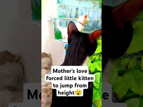 Little kitten jumped for her Mother #cat #poorcat #motheranimal #funny #catrescue