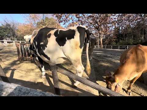 11時過ぎのママ牛さんたち　埼玉県こども動物自然公園 にて　2024年12月21日