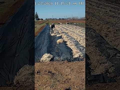 Timelapse of Planting 2000 Strawberry Plants