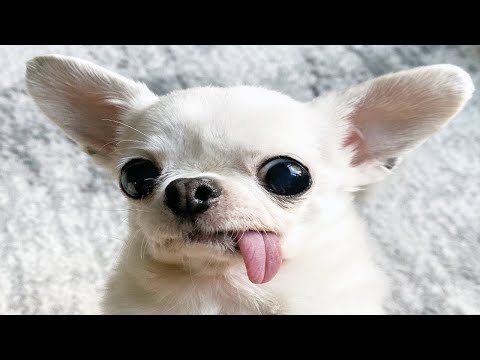 TRY NOT to LAUGH Animals FUNNY PET FAILS Compilation 2024 🤣🤣| Epic Pet Videos & Moments