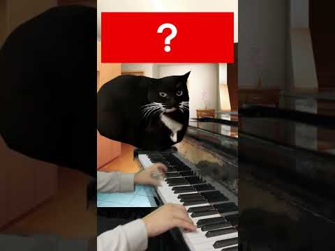 猫ミームで100万回聴くけど名前が分からない曲  #猫ミーム