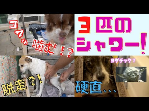 【３匹の犬の母】３匹一気にシャワーです！牙向けられる、逃げられる、ドタバタシャワーです！