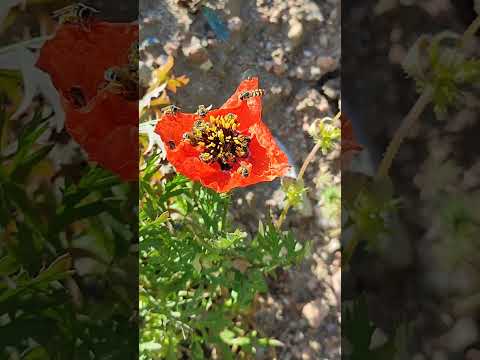 Deficiency: mountain bees collect pollen from poppies #shorts #nature #wildlife #bees #poppies