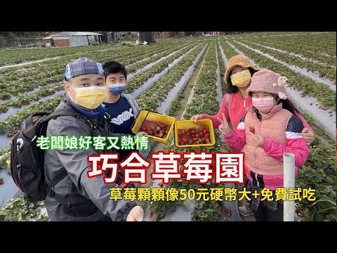 豪豪遊台灣-苗栗縣大湖鄉-巧合草莓園