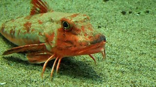 歩くホウボウ （葛西臨海水族園）Walking Sea robin