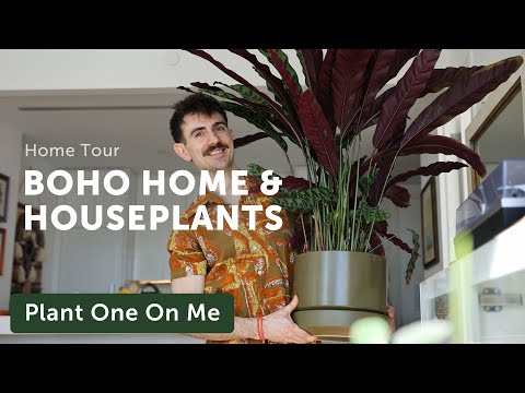 Brian's BOHO Meets Modern HOUSEPLANT HOME Tour — Ep. 364