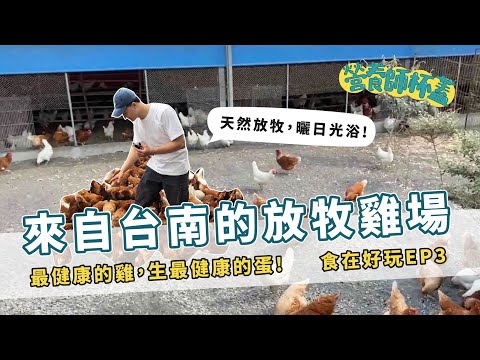 原來小雞放牧是這樣養，看過最漂亮的雞蛋「長短樹放牧蛋」 【食在好玩Vlog】by營養師杯蓋