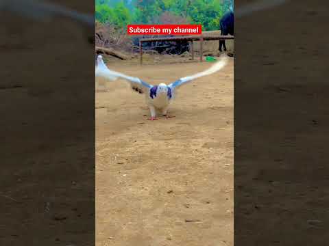 Famous Roller pigeon// #beautiful #pigeon #pigeonbreeds #whitepigeon #pigeontypes #kabootar#shorts