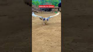 Famous Roller pigeon// #beautiful #pigeon #pigeonbreeds #whitepigeon #pigeontypes #kabootar#shorts