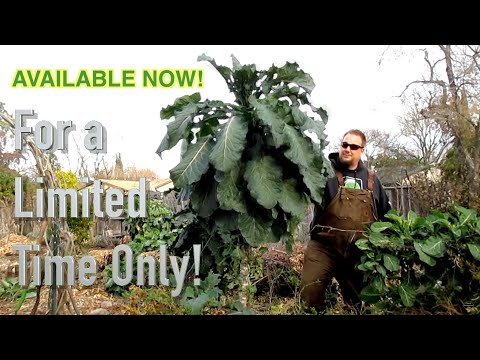 LIMITED TIME OFFER! Dan's Perennial Tree Collard / Tree Kale Seeds AVAILABLE NOW! 3 DAY'S ONLY!!!