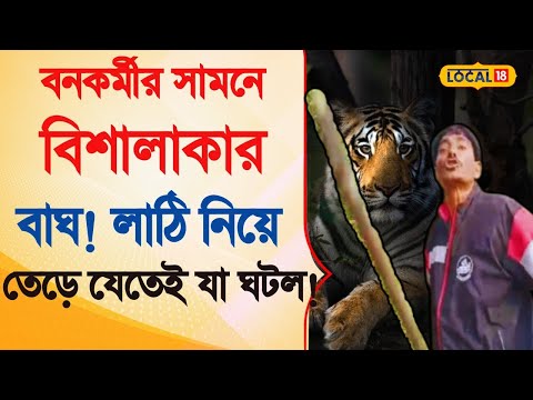 Viral Video |  বনকর্মীর সামনে বিশালাকার বাঘ! লাঠি উঁচিয়ে তেড়ে ‌যেতেই...  | Bangla News | #local18