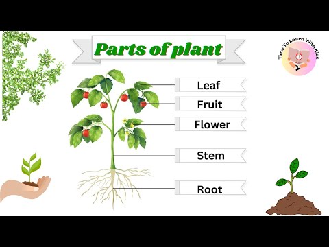 Parts of a plant | Parts of plant | Different parts of plant and their functions |