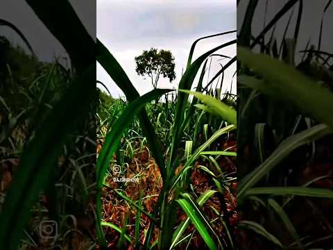 मजदूरों से लड़ने वाला मालिक होता है ना जमीदार#ytshorts #farminglife #farmer #🌾💯#shortsvideo #shorts