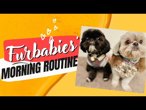 Furbabies' Morning Routine