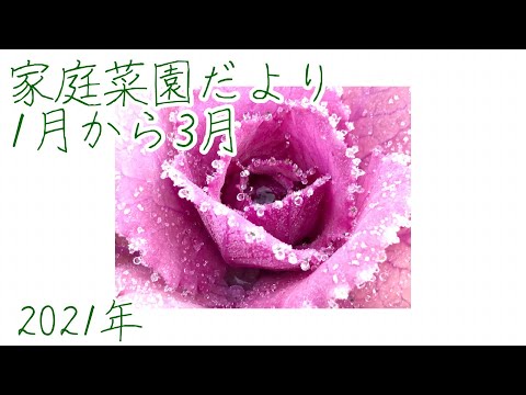 庭の様子2021年1月から3月【家庭菜園だより】gardening