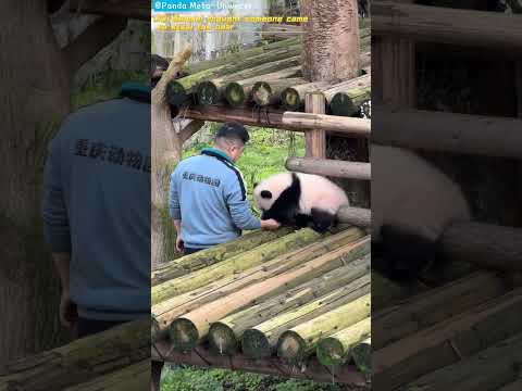 酷酷就是熊猫村最低层的熊了 Ku Ku is the lowest level bear in Panda Village. #panda #cute #funny #giantpanda