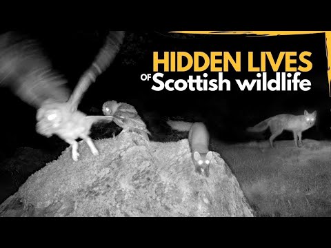 The Hidden Lives of Scottish Wildlife Revealed