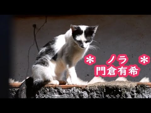 門倉有希　ノラ　カラオケ　＜歌詞入り＞