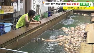 店長が号泣し訴え…現金等盗まれた釣り堀で魚3000匹が大量死 窃盗犯が電気配線切ったか「従業員殺された」