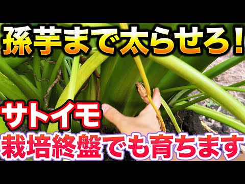 【まだいけるぞ】里芋栽培終盤でも孫芋まで大きくして収穫量を増やす方法