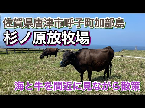 【佐賀】佐賀県加部島の最北端「杉ノ原牧草場」