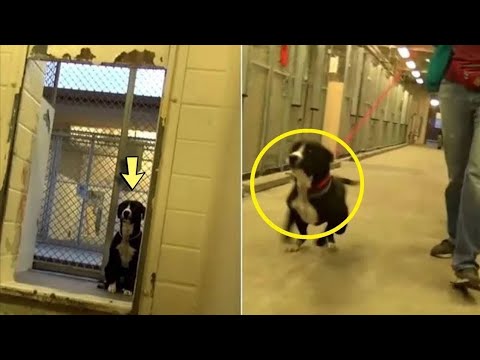 A Dog From Shelter Couldn't Hold Back His Tears When He Realized That They Had Come to Take Him Away