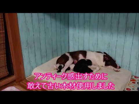 【ボーダーコリー】　生後7日～１２日のボーダーコリーの赤ちゃん　こだわり抜いた子犬の部屋作ったよ