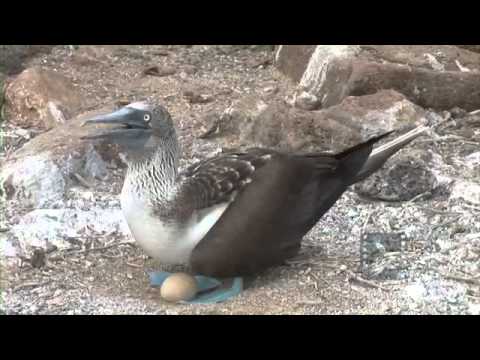 Pelagic Productions - Blue-footed Booby - North Seymour Island, Galapagos Islands