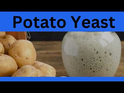 Potato Yeast #yeastplant #homemadeyeast #yeastmaking