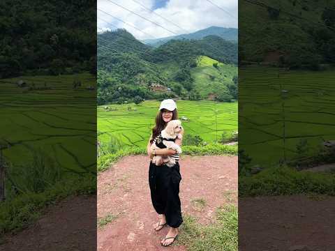 บ้านเวร น่าน ⛰🌾 #ธรรมชาติ #ท่องเที่ยว #สุนัข #น่าน #บ้านเวร