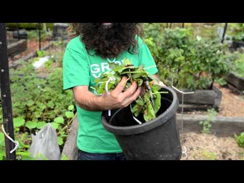 The First Steps to Composting - with Costa Georgiadis