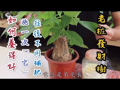 【天天小花農】老桩發財樹如何養得好？施了一次「它」，往後三個月不用再施肥