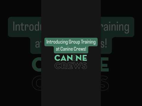 Group Training Classes at Canine Crews #dogtraining #dogs #dog