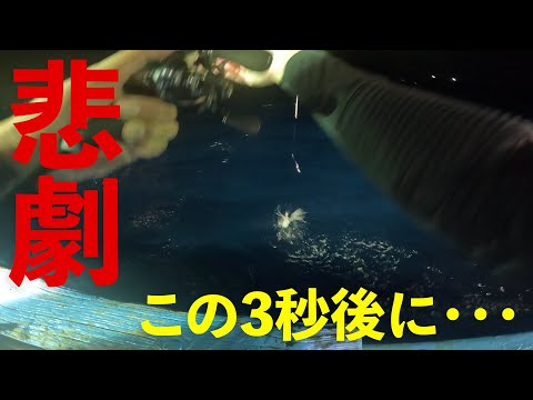 釣れたイカがデカすぎて・・・【イカメタル・オモリグ】