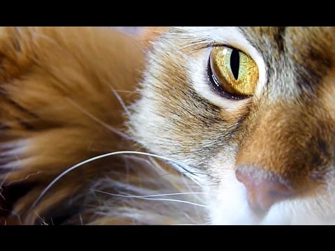 Cats in the cradle | Cuddling  Kittens Videos Compilation