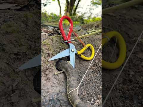 Simple Easy Snake Trap using Scissors & hole#buildsnaketrap