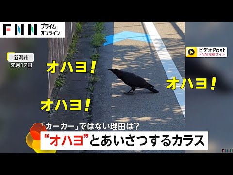 賢い！「オハヨ！オハヨ！」と挨拶カラス登場で撮影者「知り合いかと思った」