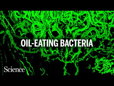 How marine bacteria reshape oil to eat it faster