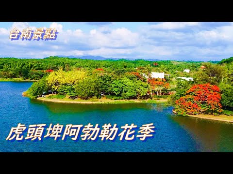 台南虎頭埤 美花映湖畔/湖邊的黃金阿勃勒 與 火紅鳳凰木/新化 虎頭埤 阿勃勒花季 空拍與景點介紹/台灣愛旅行19